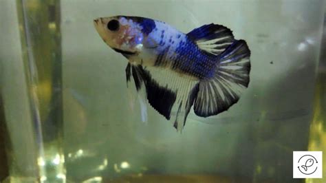 biting fish|10 Commonly Found Aquarium Fish That Bite (With Photos).